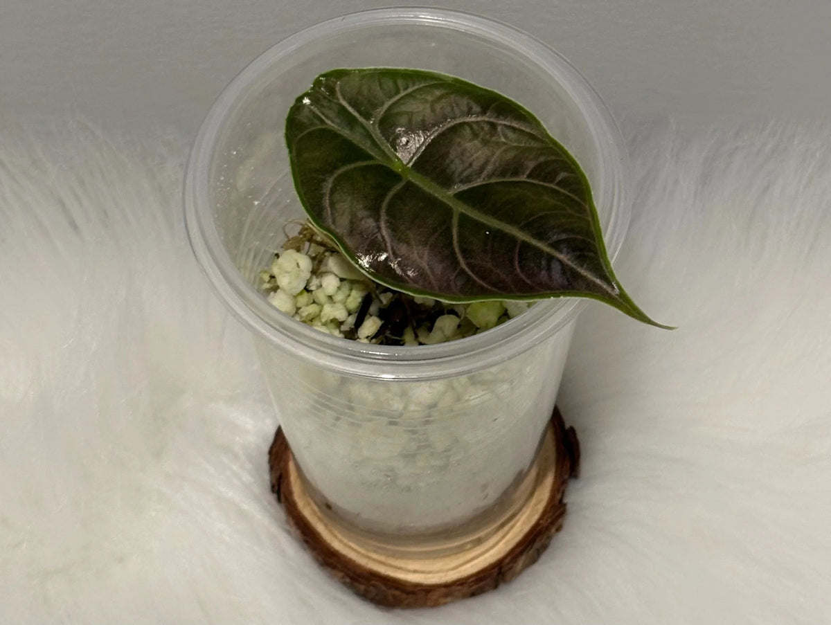 Alocasia Azlanii