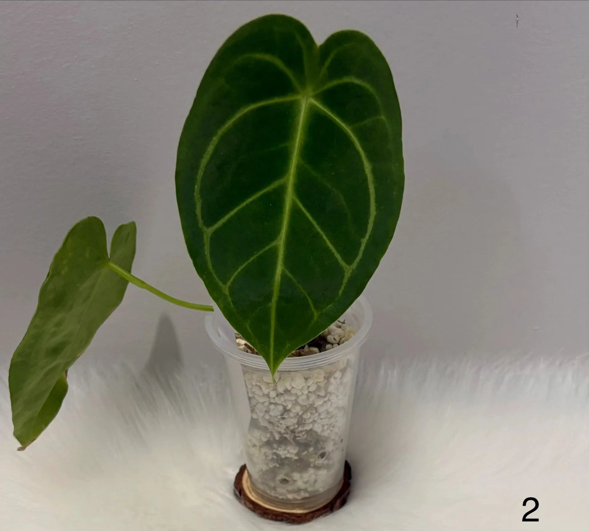 Anthurium Dark Magnificum X Forgetii
