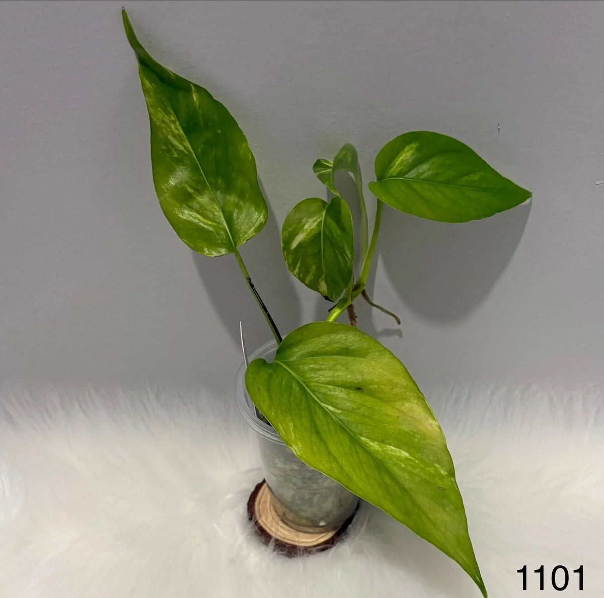 Epipremnum Pinnatum Aurea