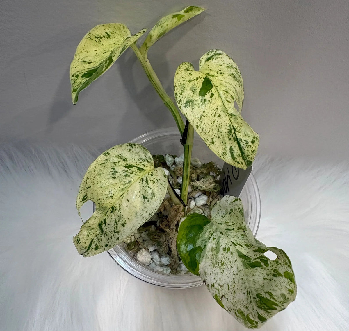 Epipremnum Pinnatum Marble