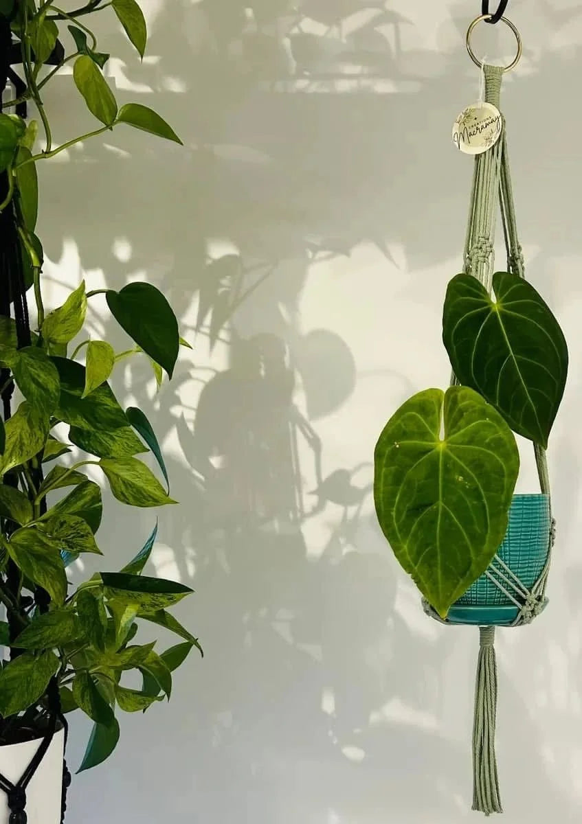 Macramé vert sauge simple en cercle