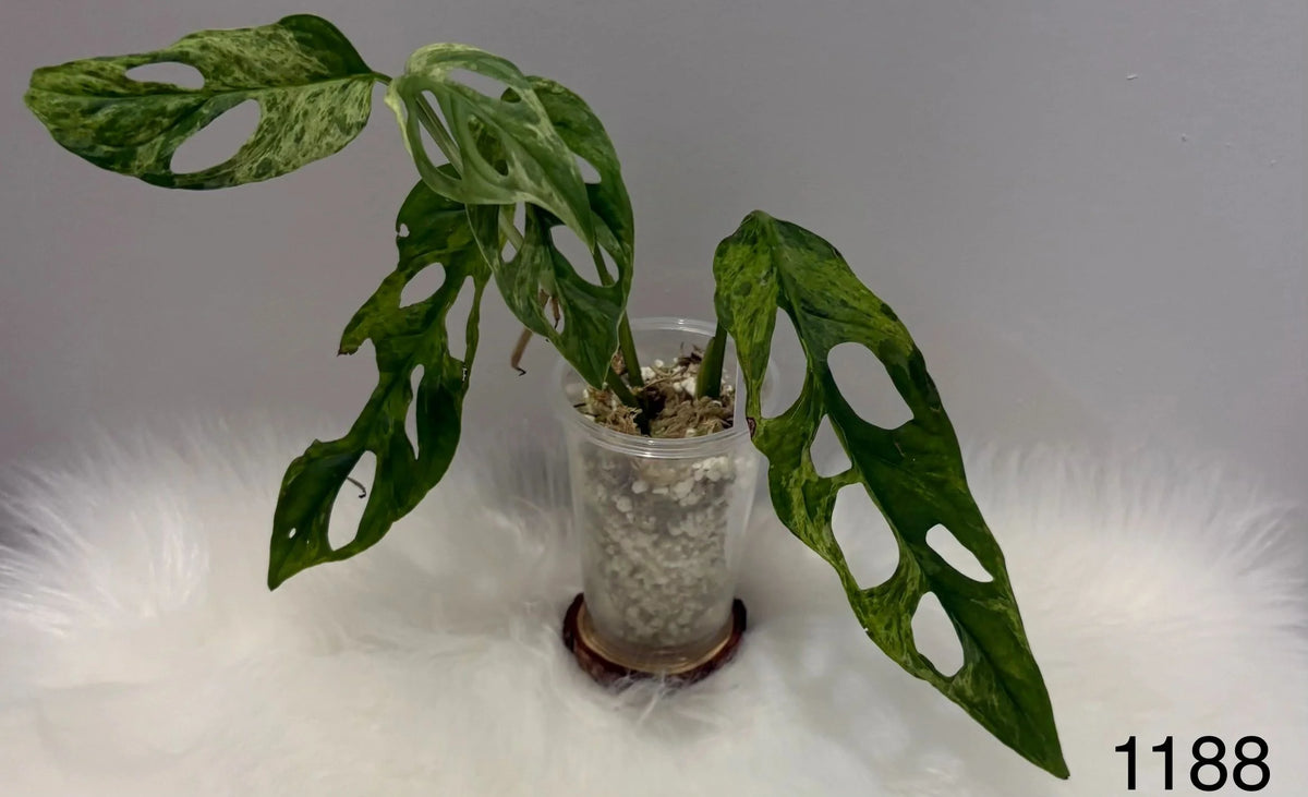 Monstera Adansonii Mint Indo