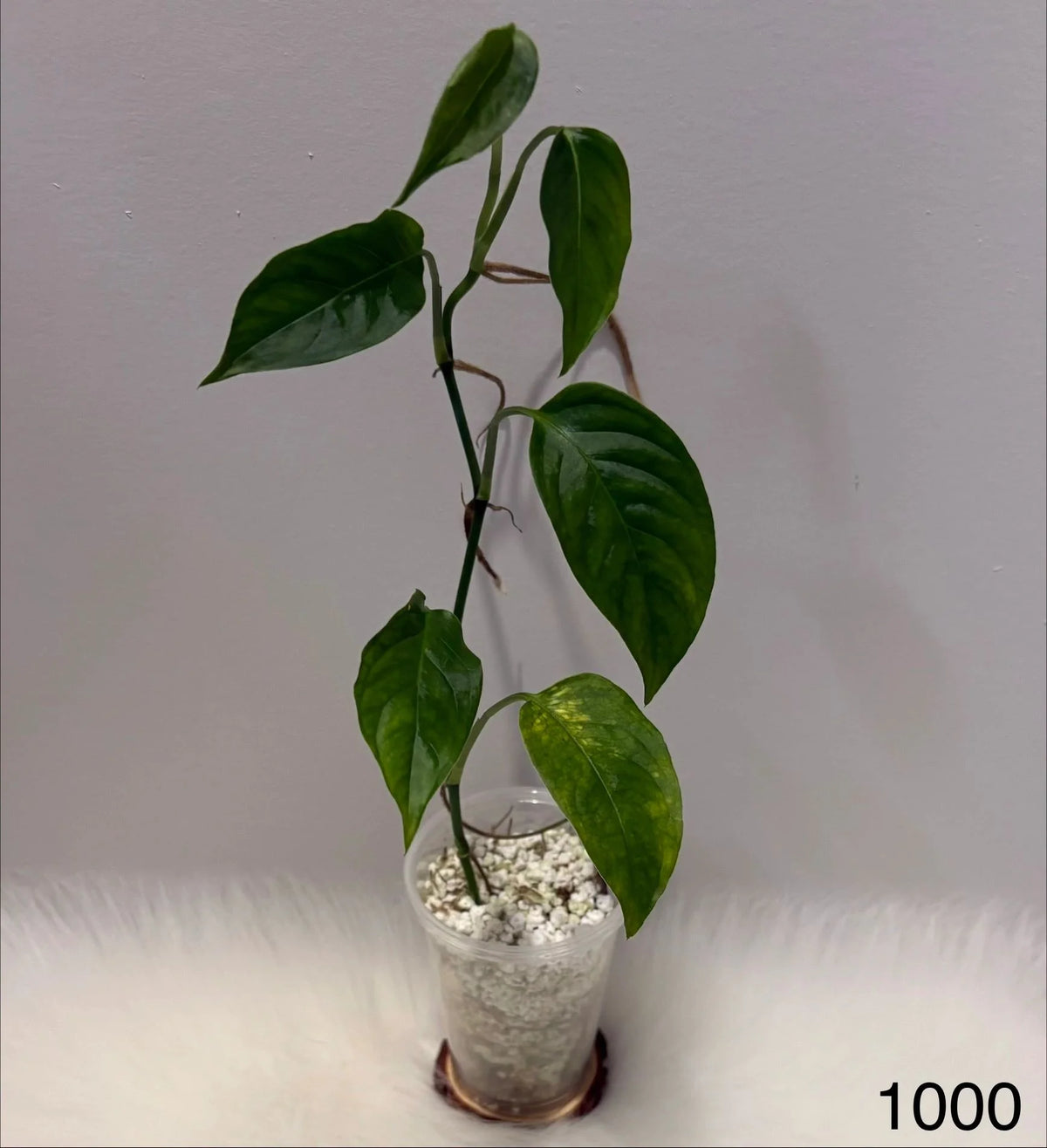 Monstera Laniata