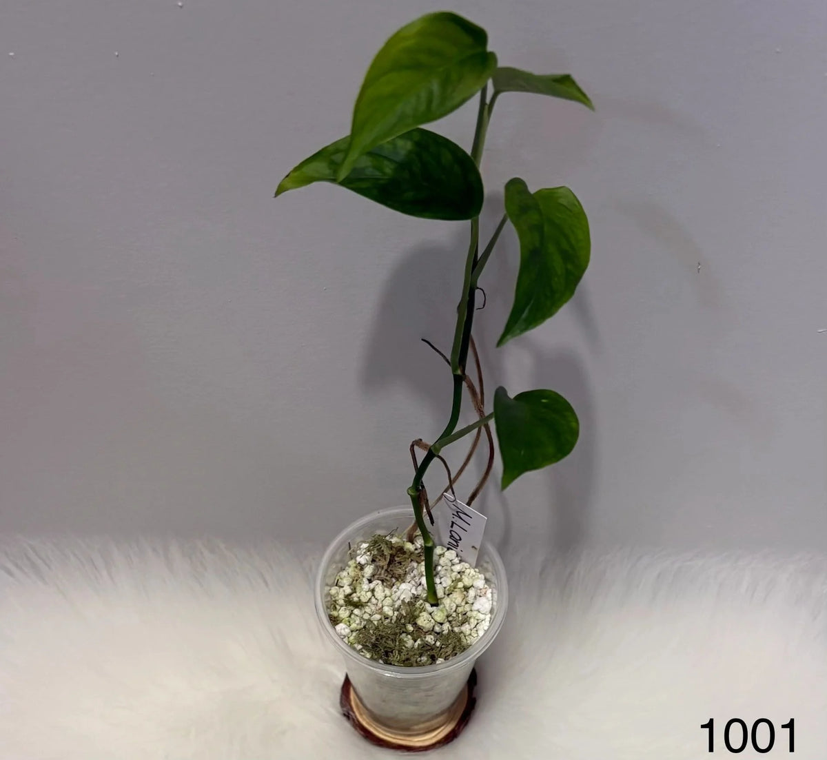 Monstera Laniata