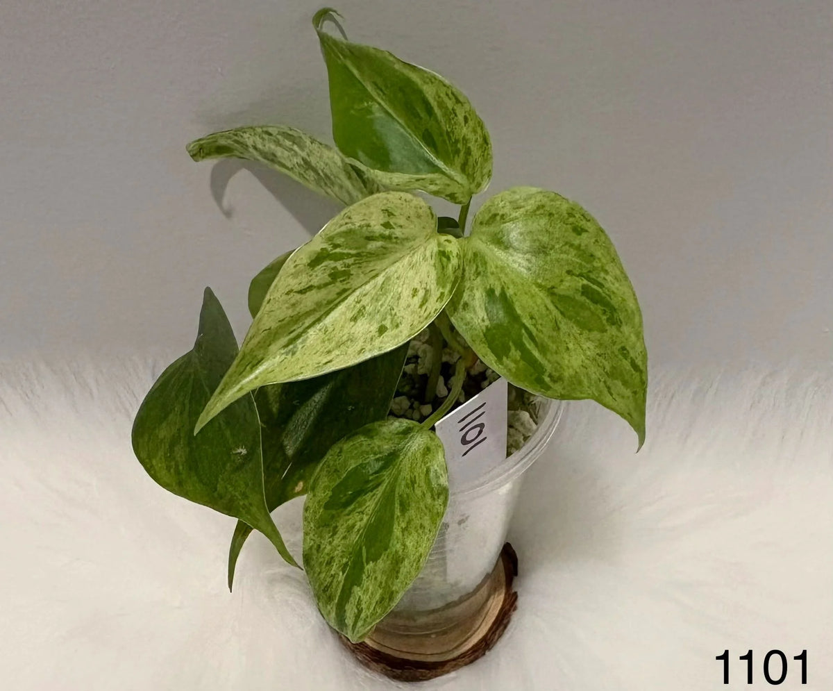 Philodendron Hederaceum Variegated