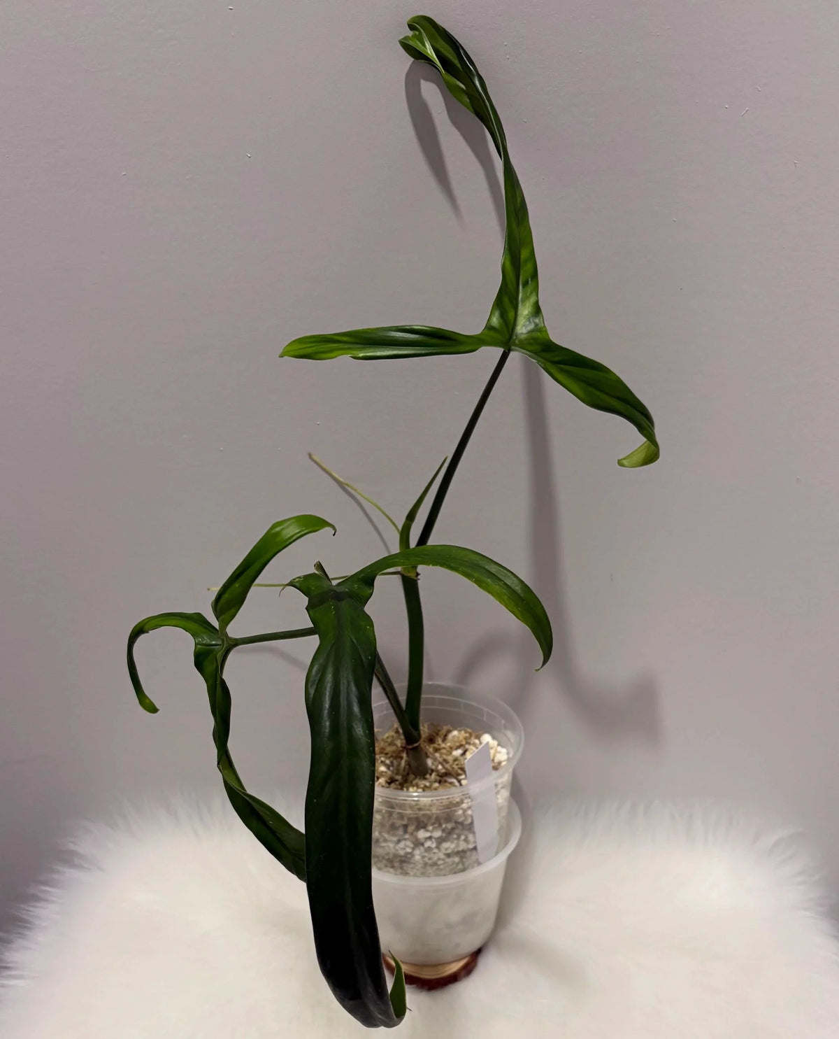 Philodendron Holtonianum