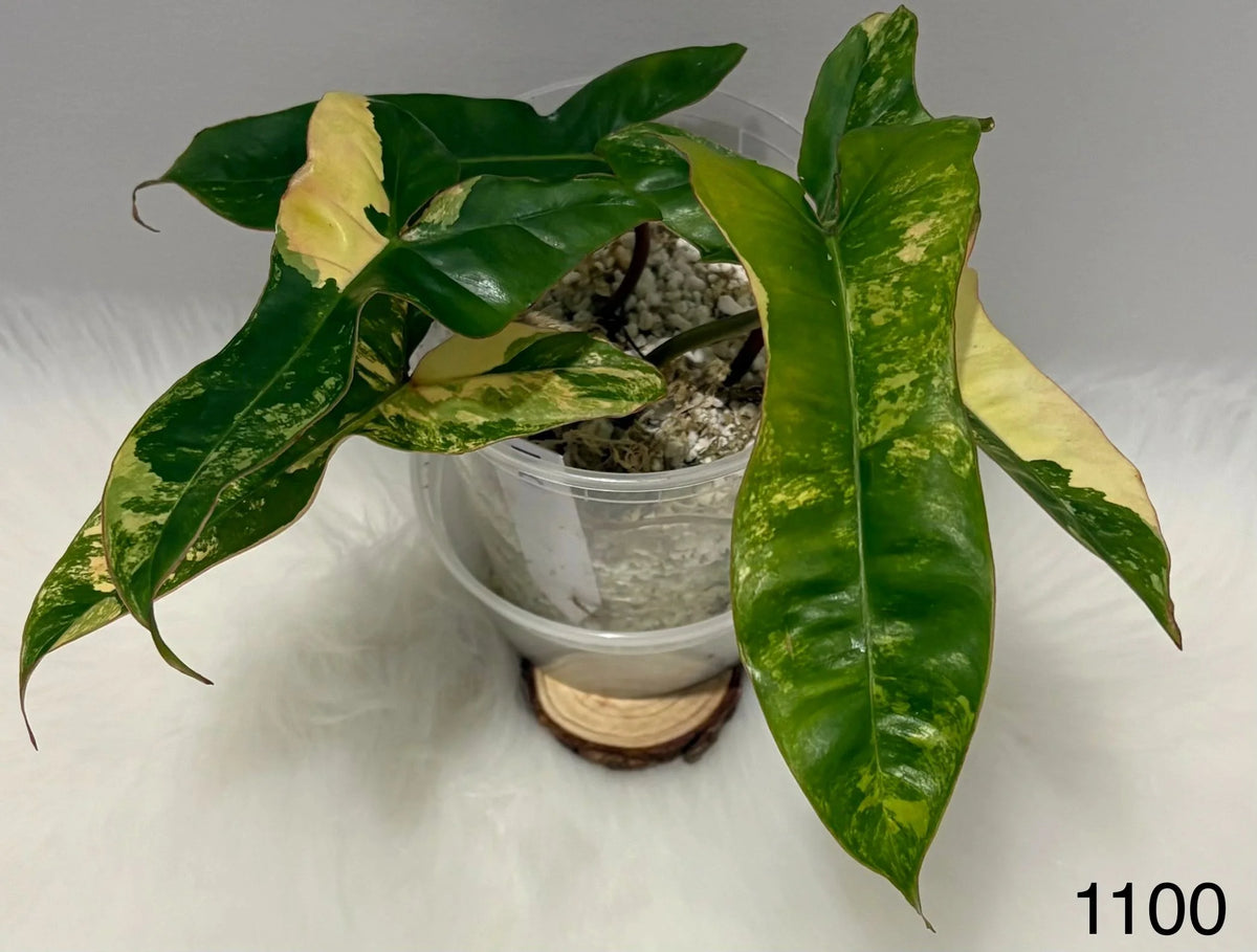 Philodendron Jennifer