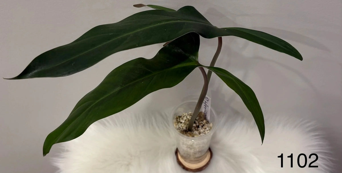 Philodendron Mexicanum