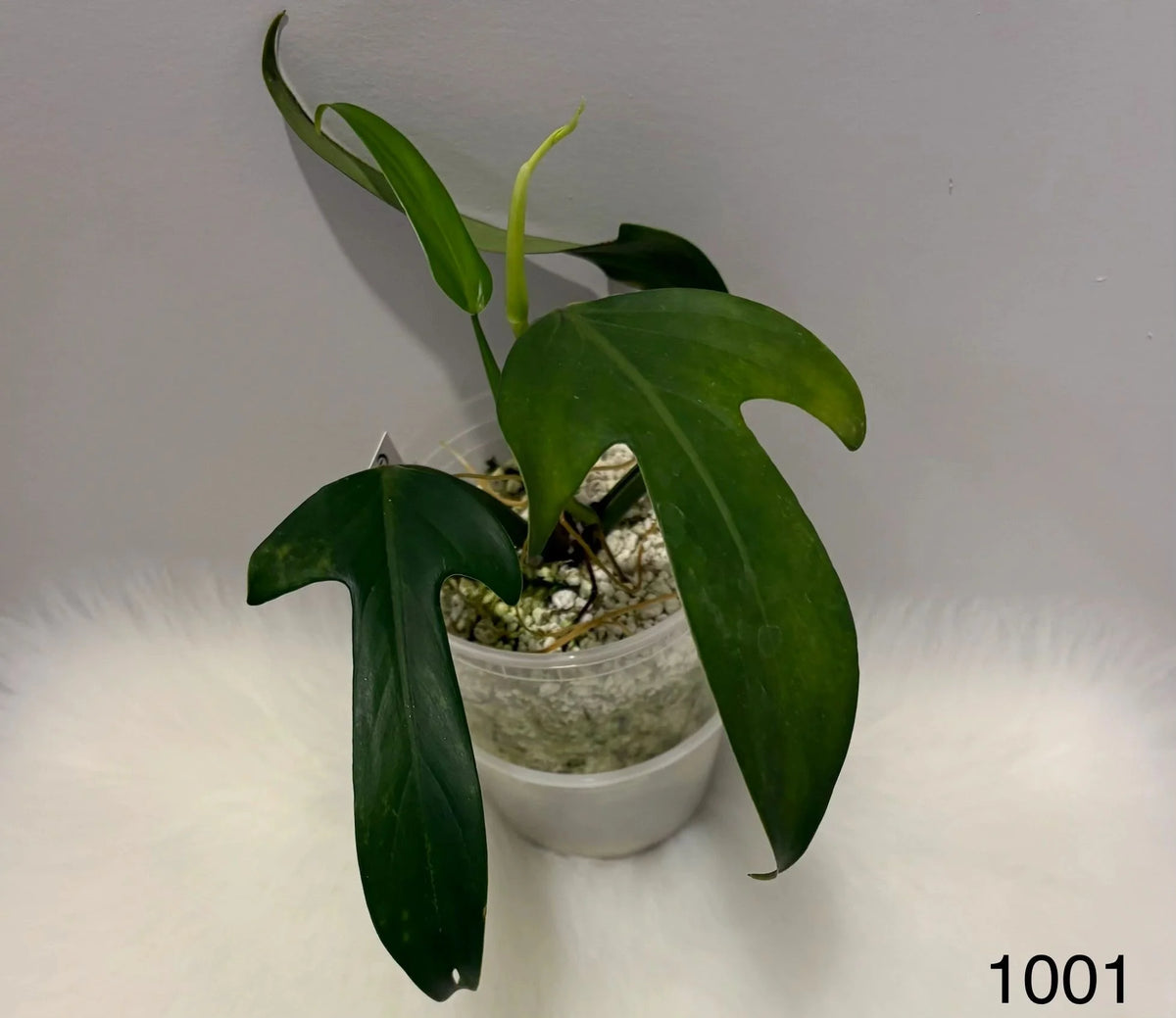 Philodendron Panduriforme