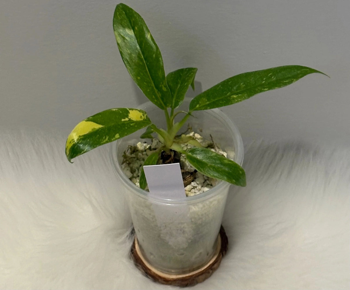Philodendron Ring of Fire