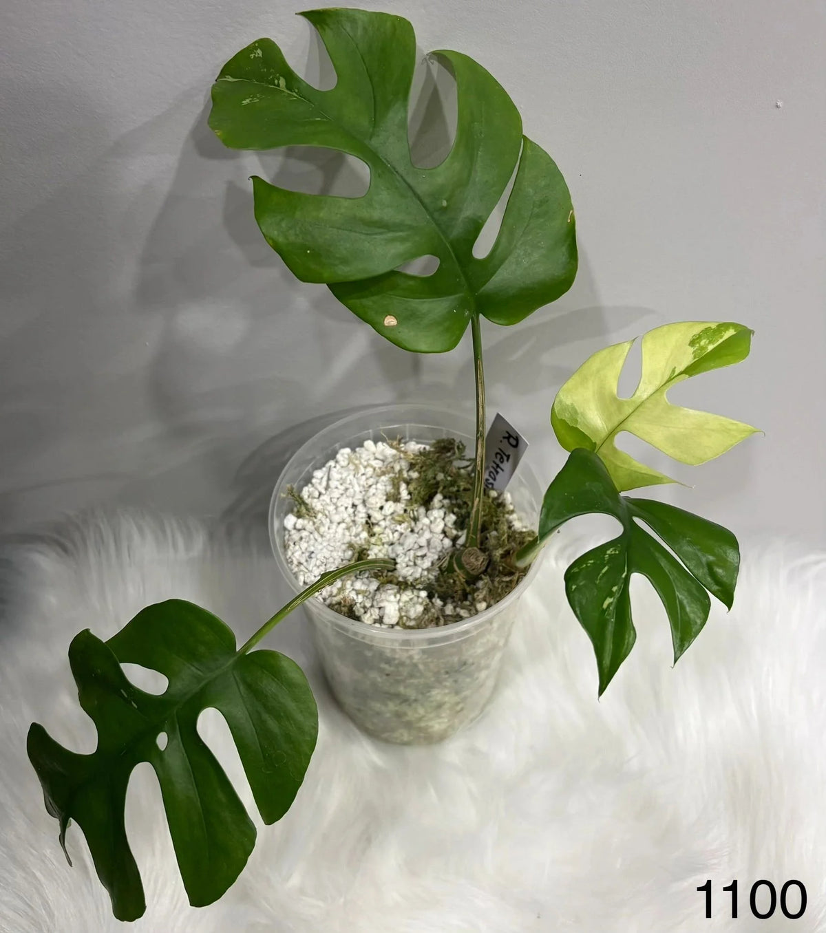 Rhaphidophora Tetrasperma Variegated