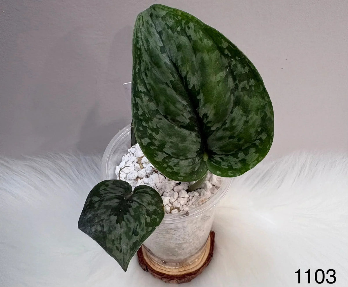 Scindapsus Dark Princess Tricolor
