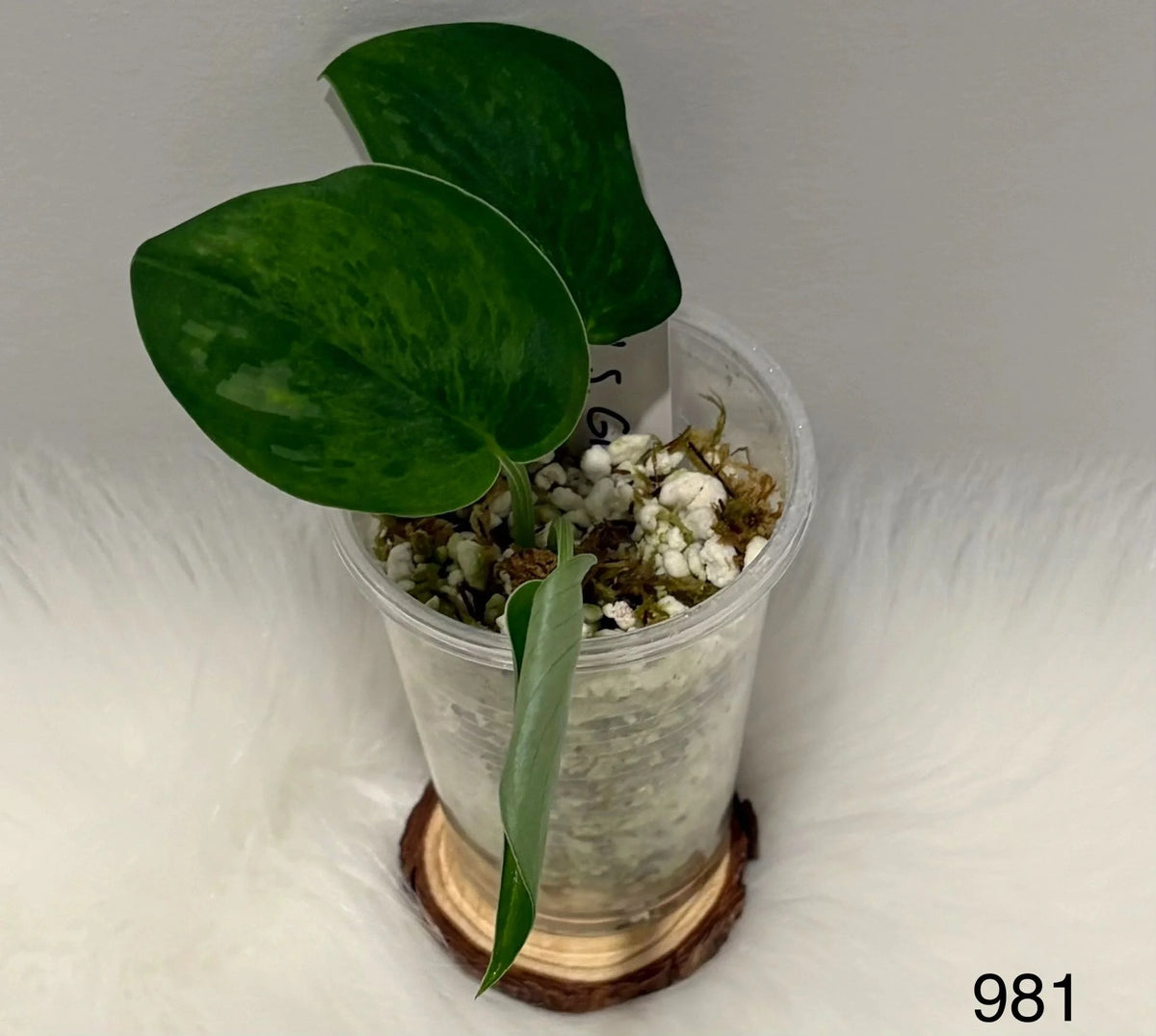 Scindapsus Jade Satin Green Emerald