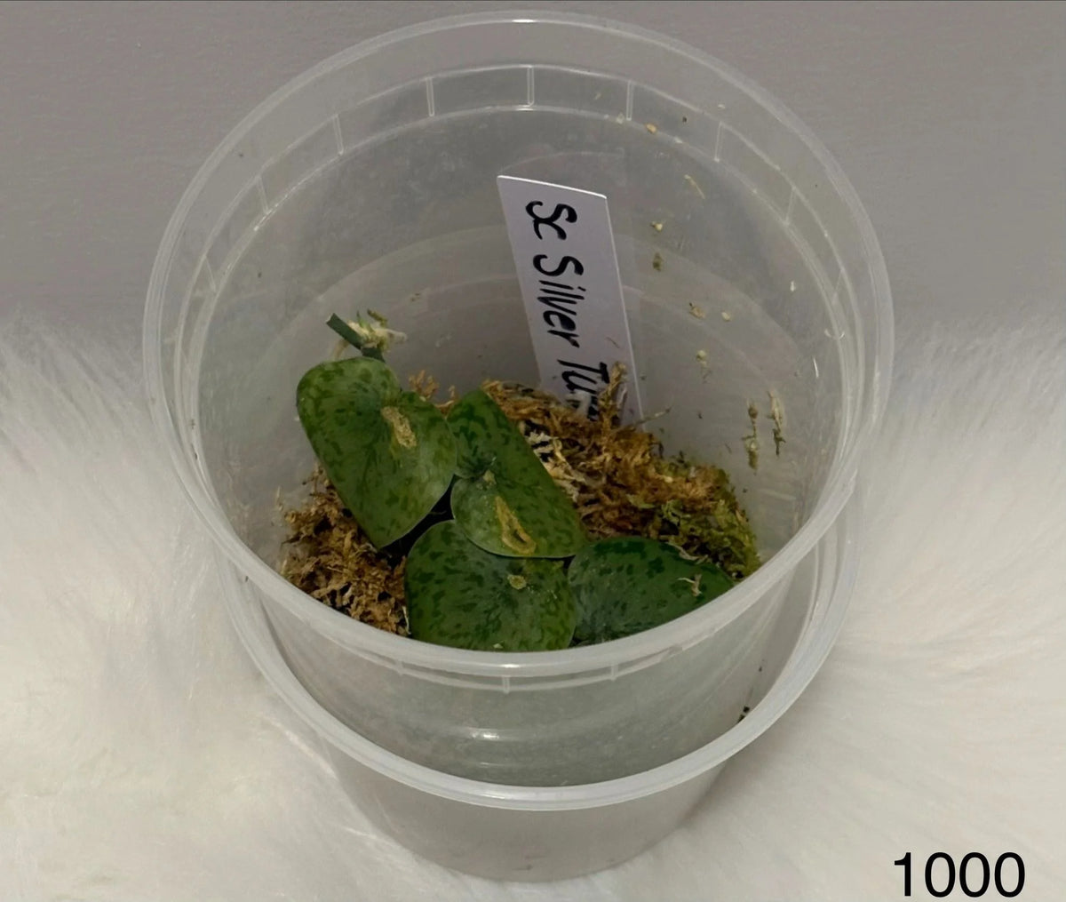 Scindapsus Silver Turtle