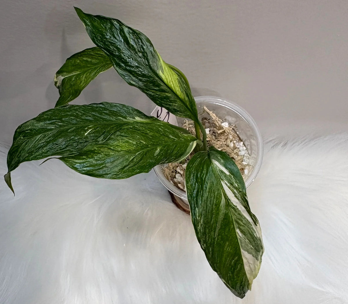 Spathiphyllum Domino