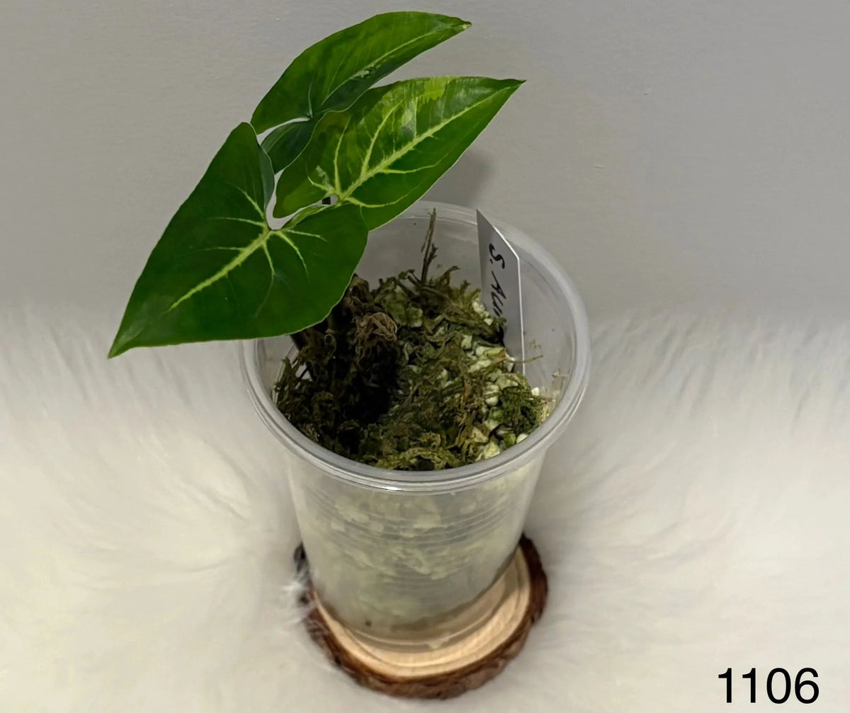 Syngonium Aurea