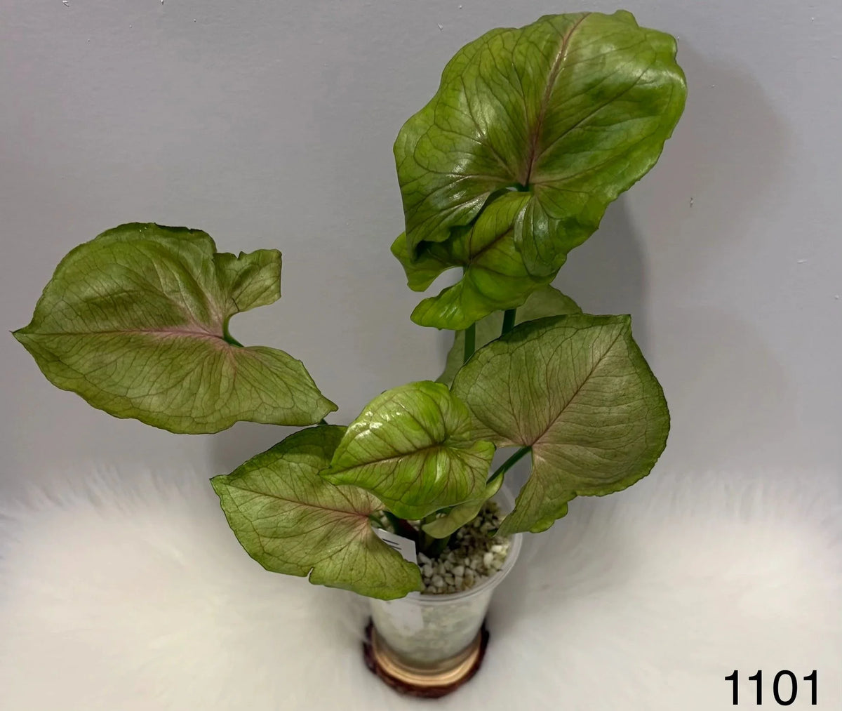 Syngonium Bold Allusion