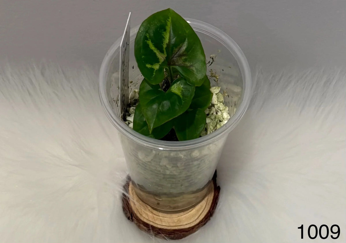 Syngonium Brown Lava