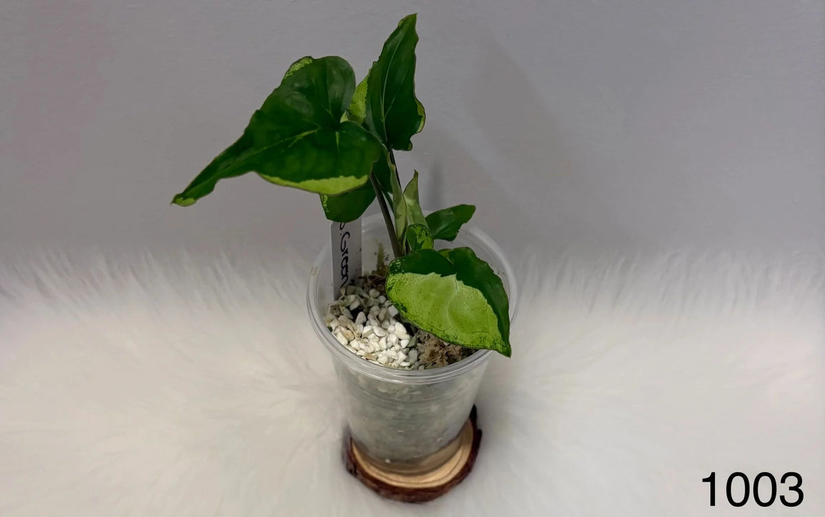 Syngonium Green Beauty