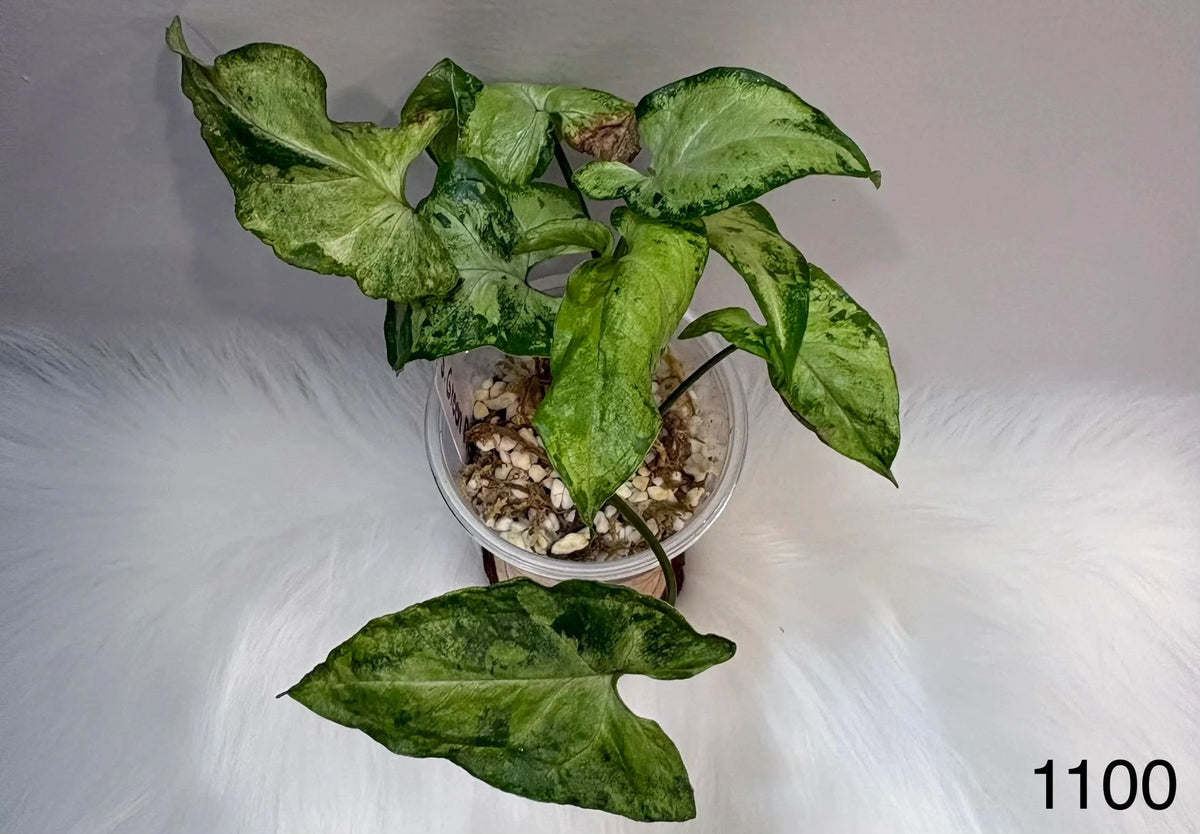 Syngonium Green Flecked