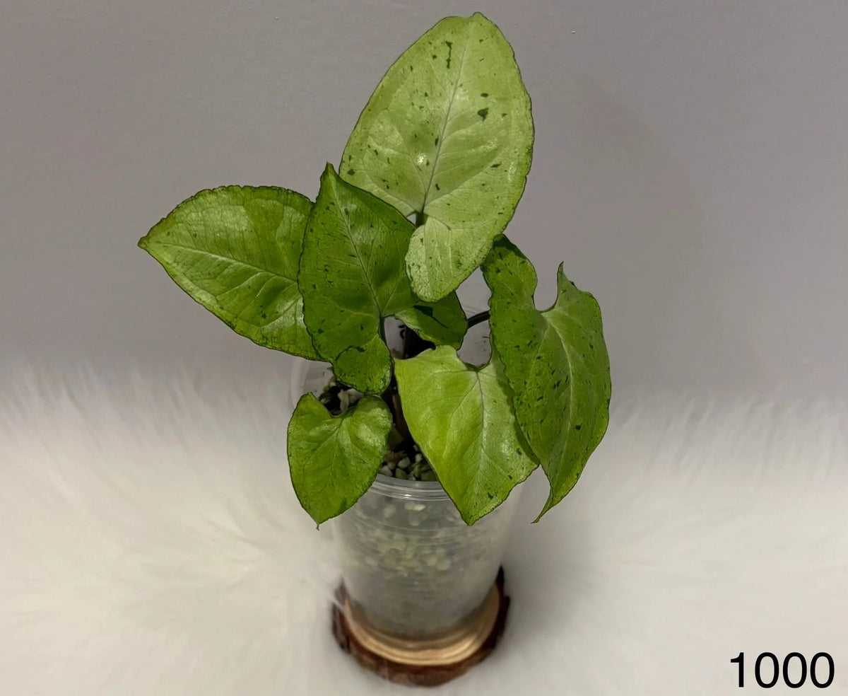 Syngonium Green Flecked Europe