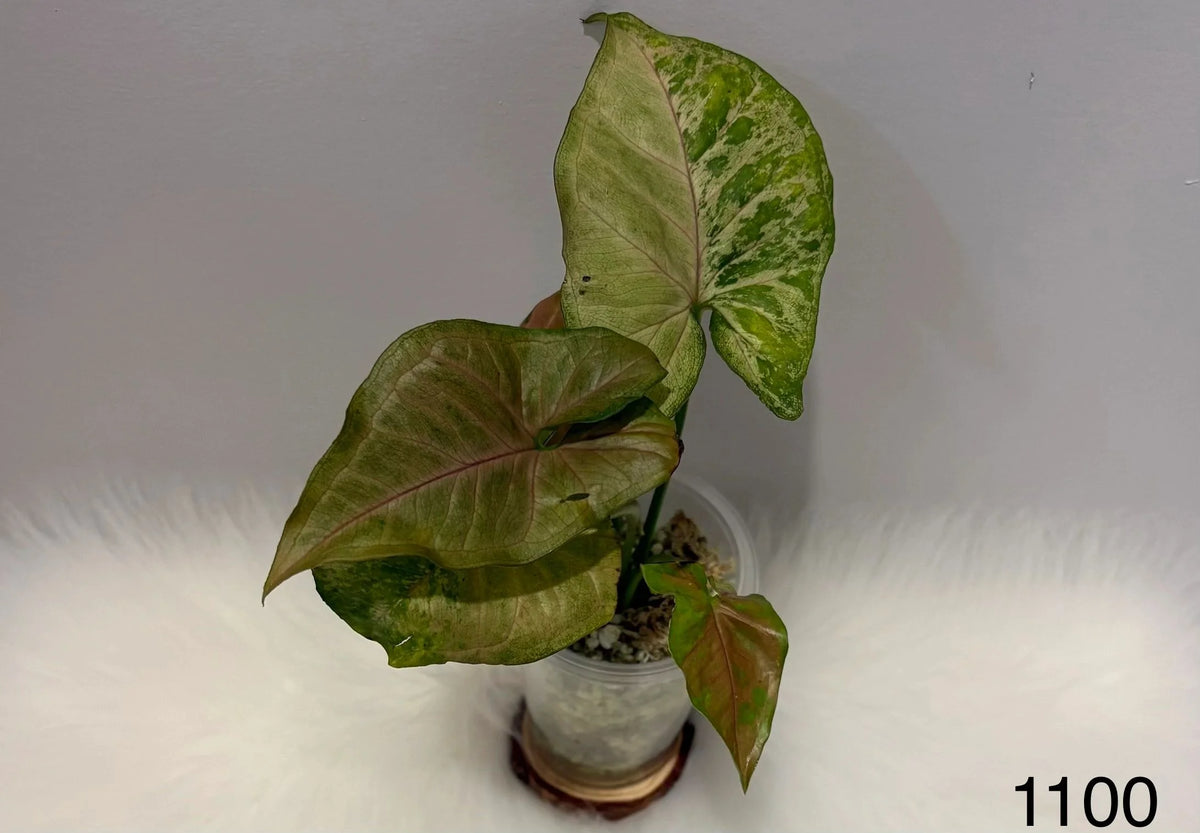 Syngonium Pink Flecked