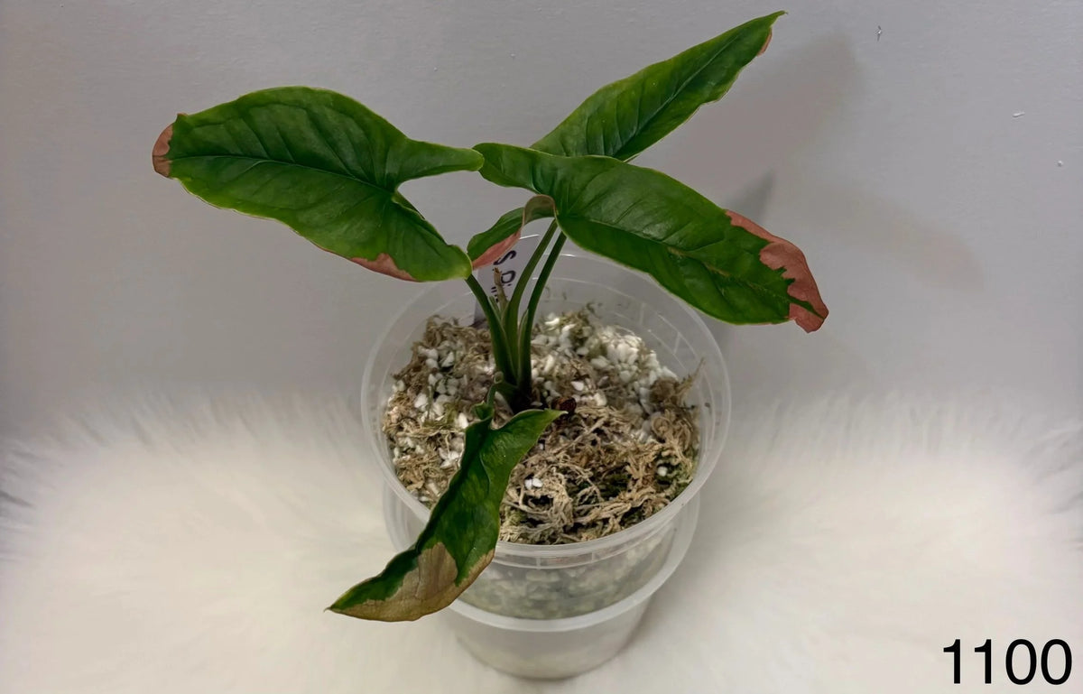 Syngonium Pink Lava