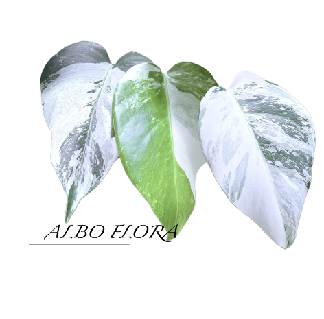 Albo Flora