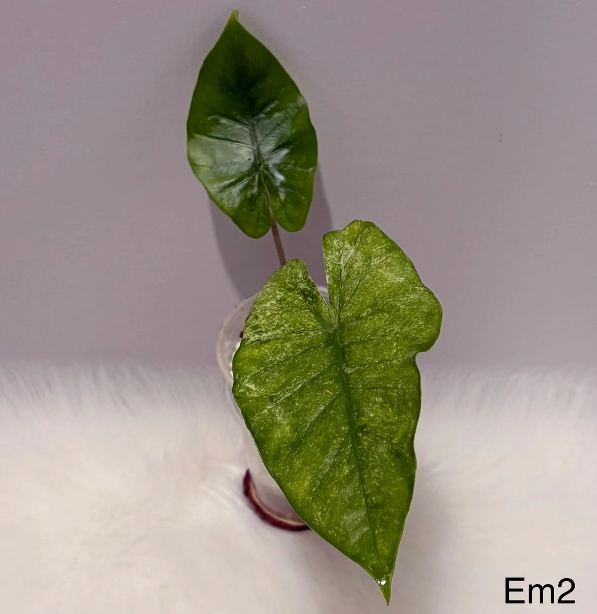Alocasia Macrorrhiza Camouflage