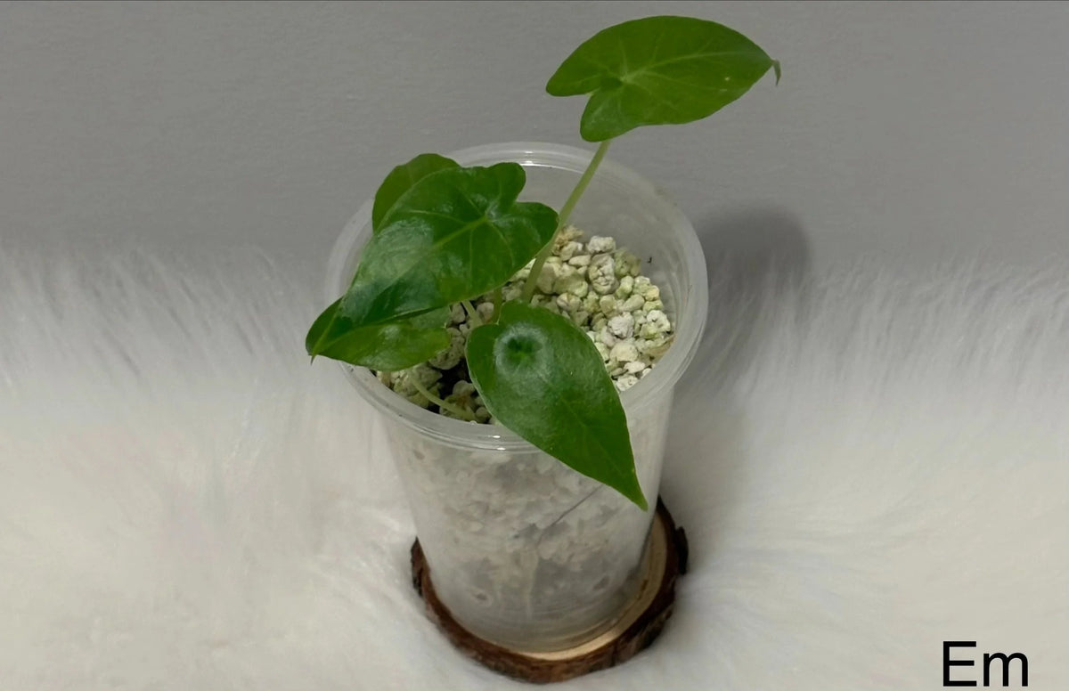 Alocasia Odora