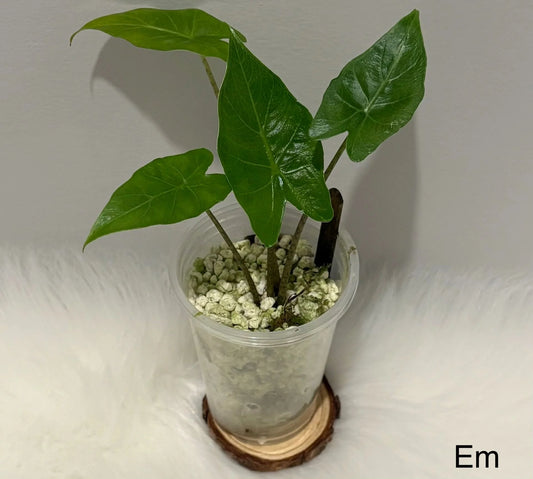 Alocasia Portodora