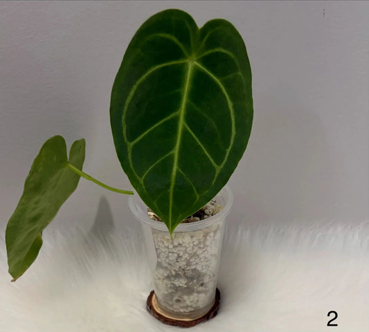 Anthurium Dark Magnificum X Forgetii