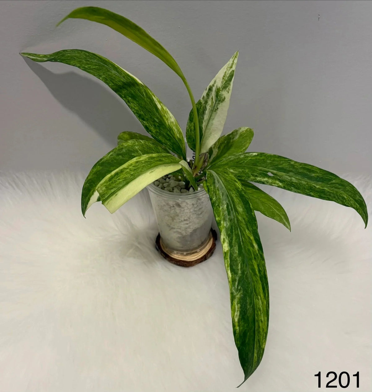 Anthurium Vittarifolium Variegated