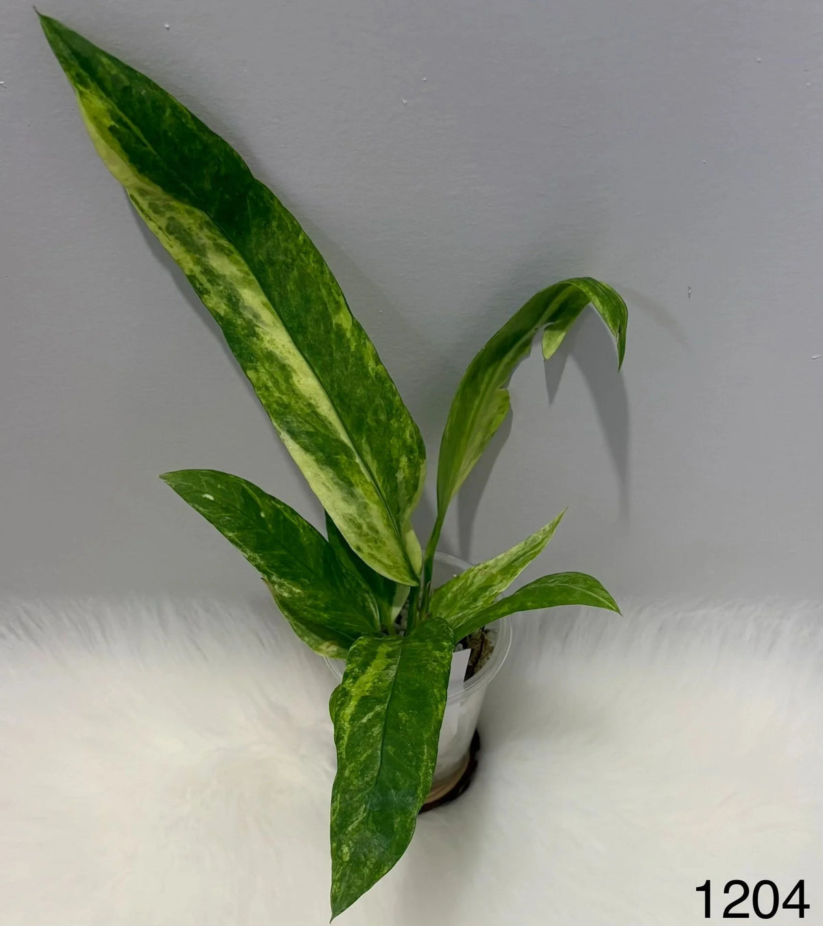 Anthurium Vittarifolium Variegated