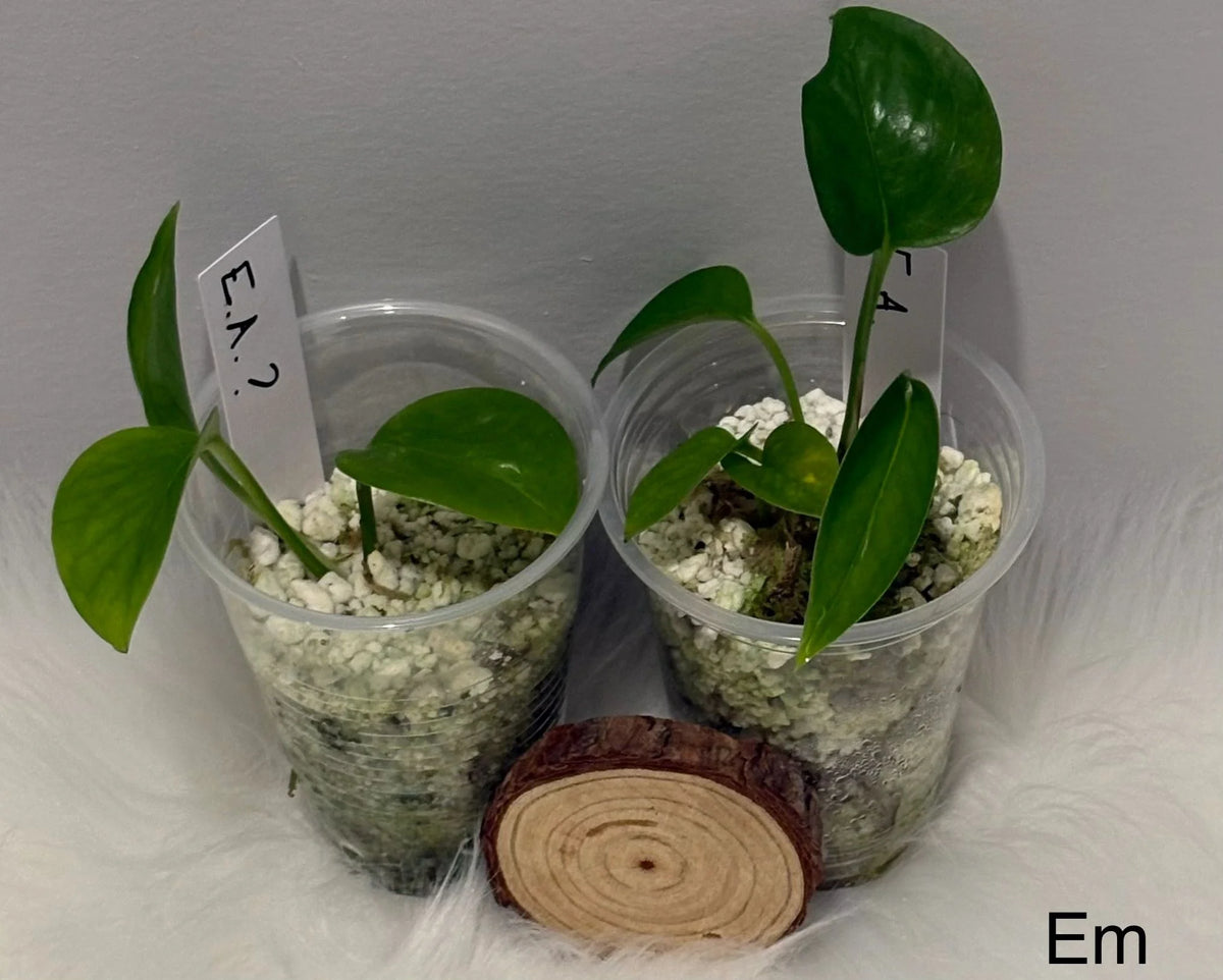 Duo Epipremnum Aureum