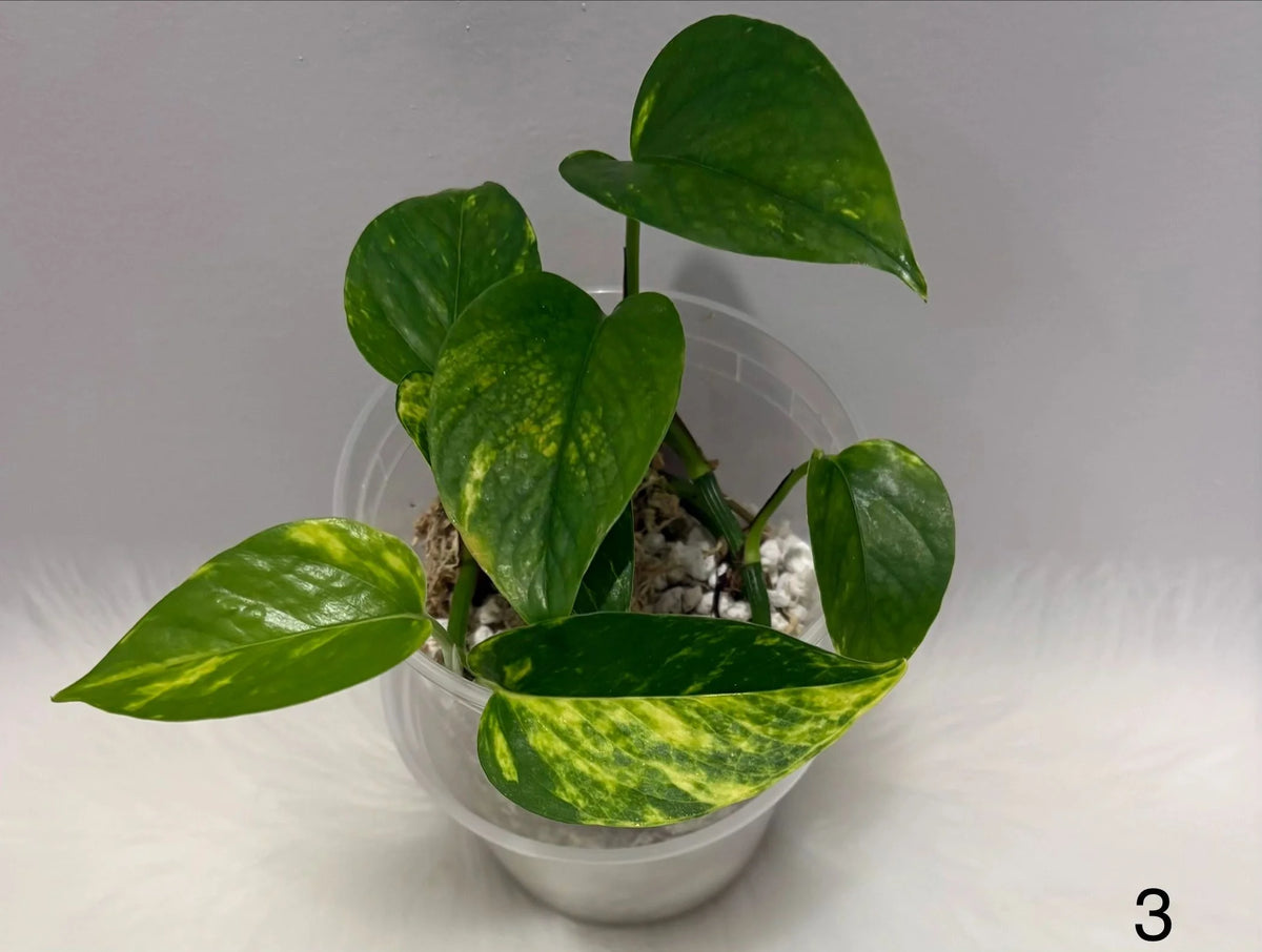 Epipremnum Aureum Golden