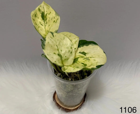 Epipremnum Aureum Manjula