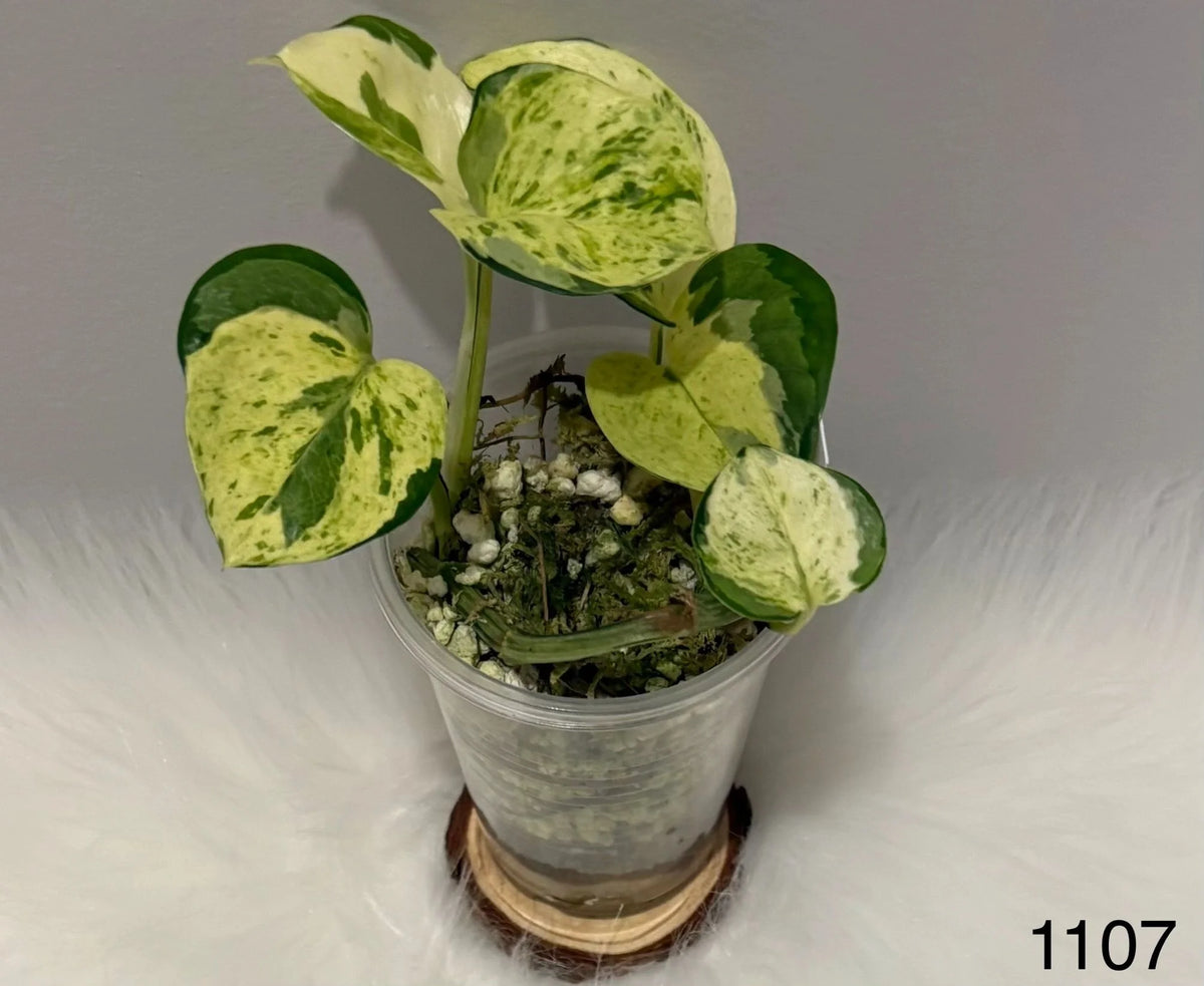 Epipremnum Aureum Manjula
