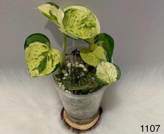 Epipremnum Aureum Manjula