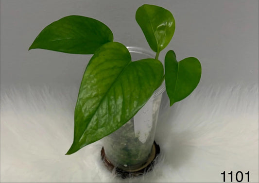 Epipremnum Aureum Teruno Himiko