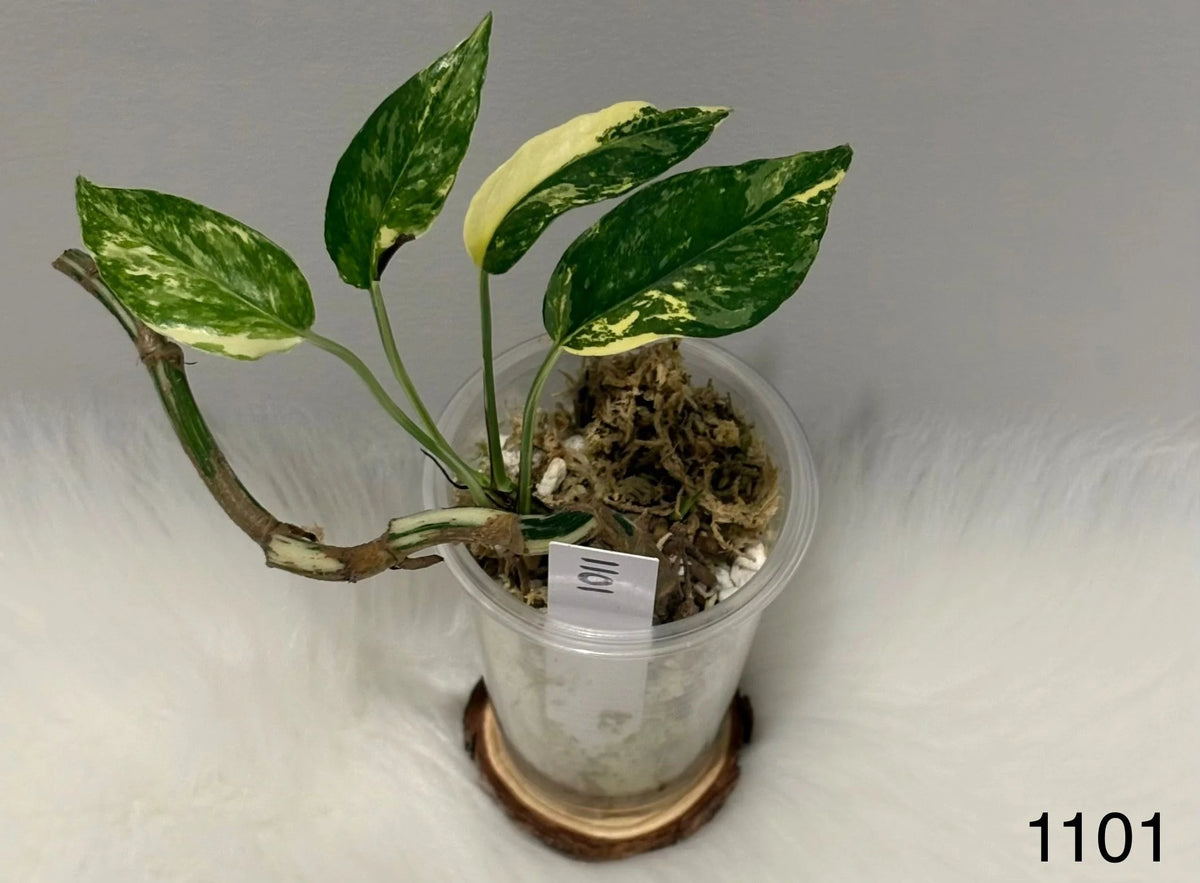 Epipremnum Pinnatum Albo