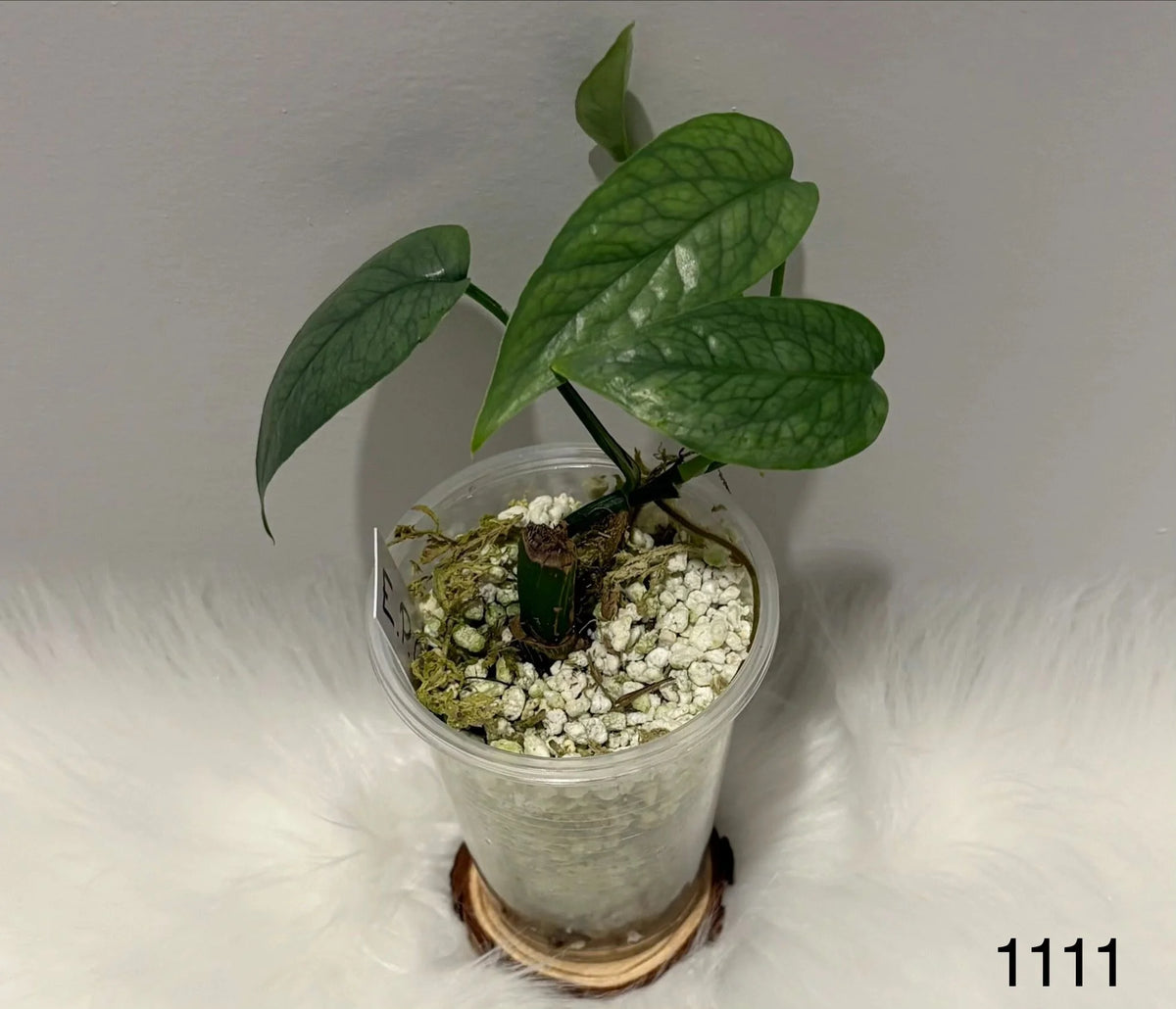 Epipremnum Pinnatum Cebu Blue