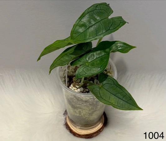 Hapaline Silver