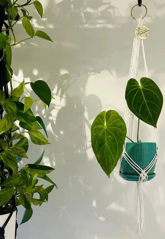 Macramé blanc simple en cercle