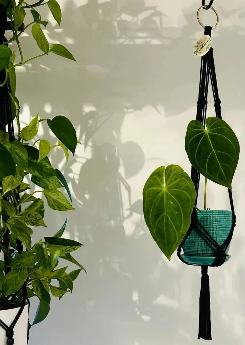 Macramé noir simple en cercle