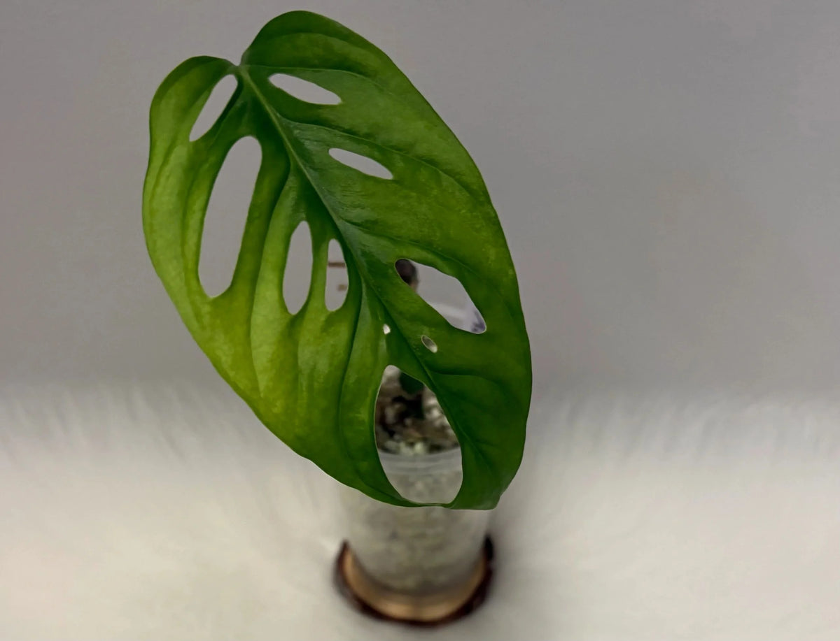 Monstera Acuminata