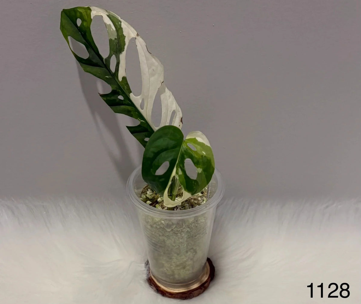 Monstera Adansonii Albo