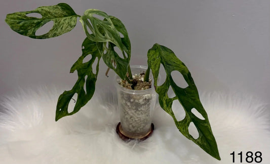 Monstera Adansonii Mint Indo