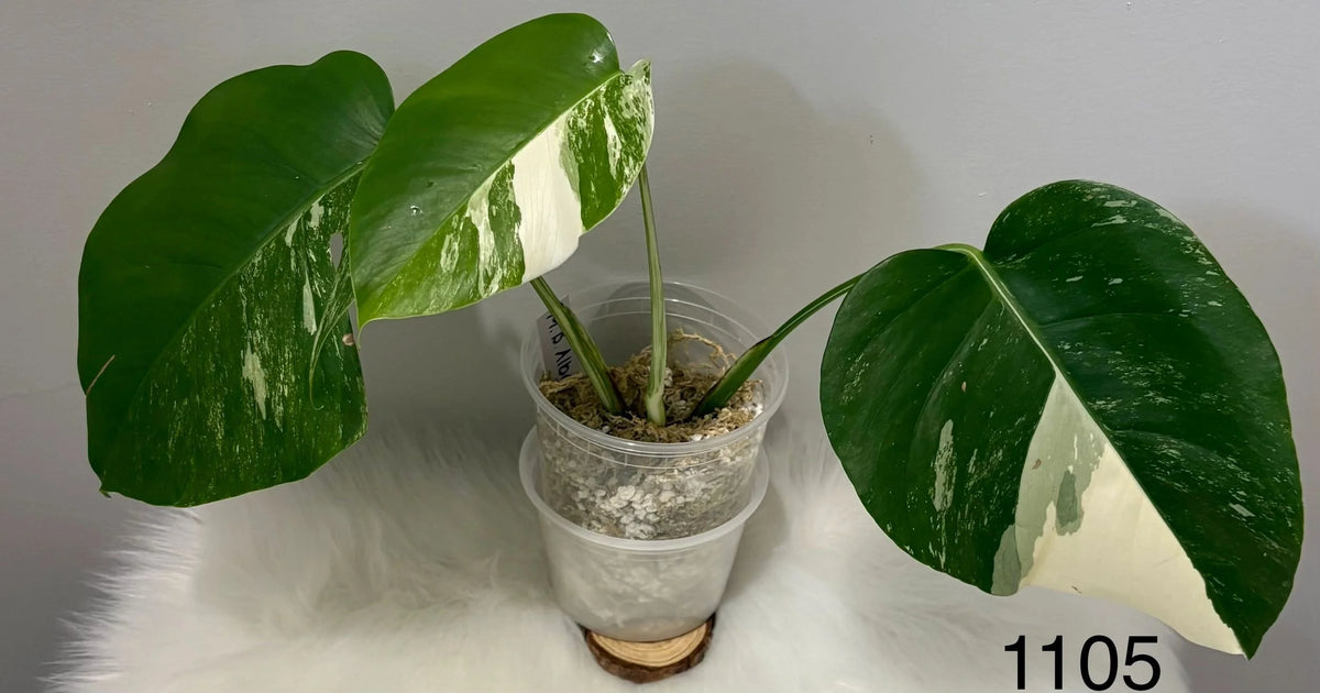 Monstera Borsigiana Albo