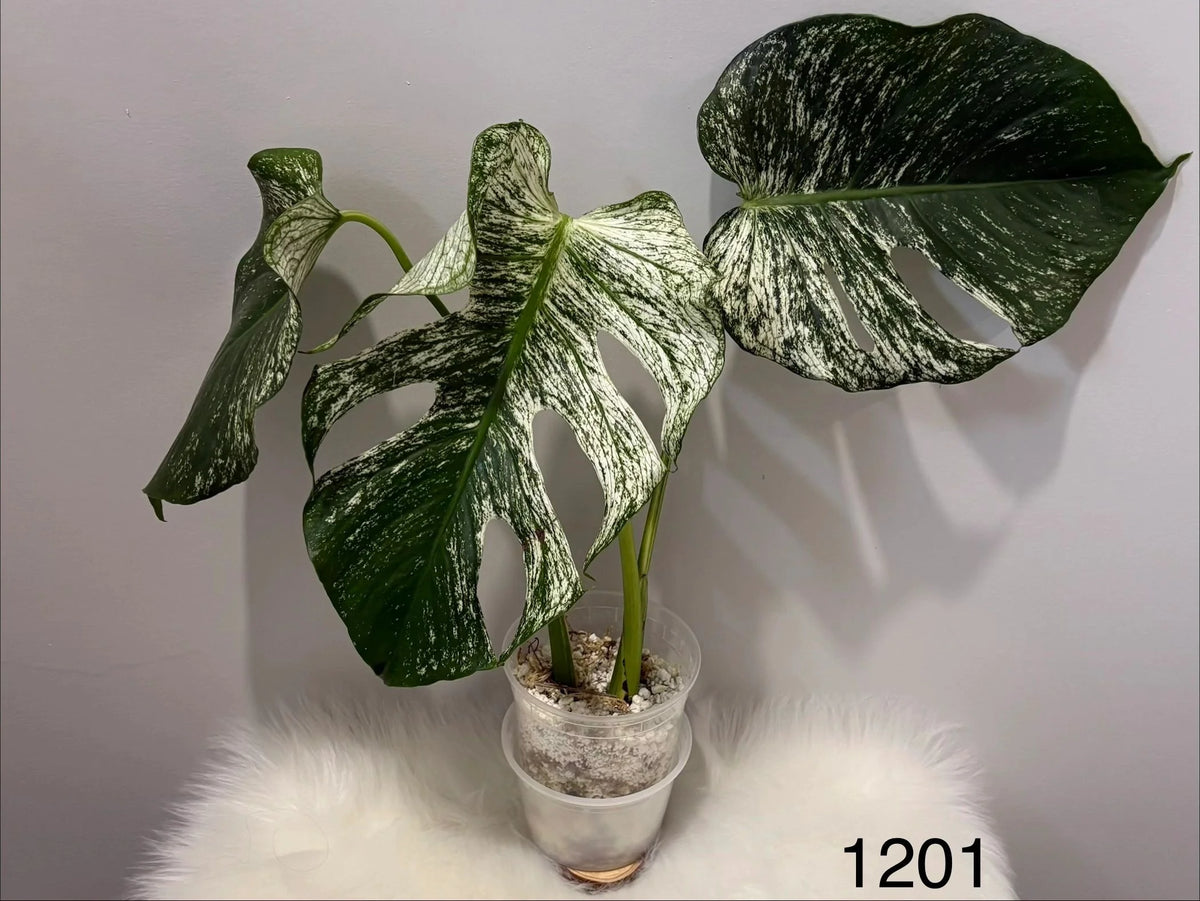 Monstera Deliciosa Devil Monster